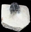 Spiny Leonaspis Trilobite - Morocco #55474-2